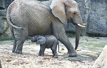 Miláčkem Zoo Zlín je unikátní mládě slona afrického: Zvídavý, průbojný, rád si hraje...