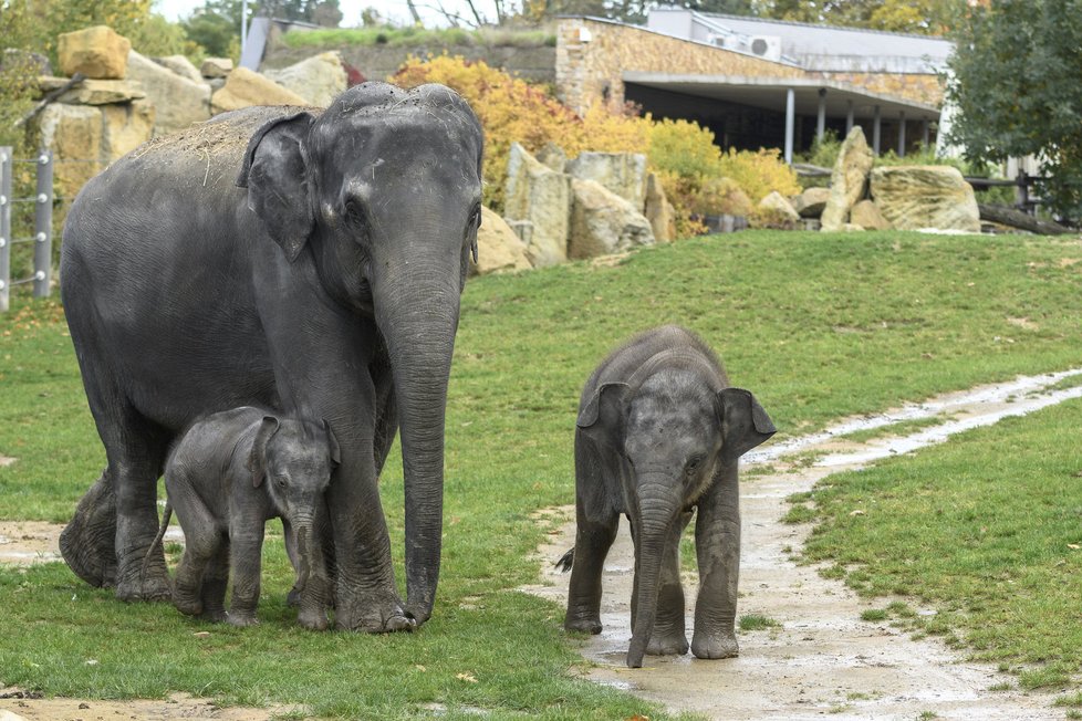 Sloni indičtí obývají v Zoo Praha Údolí slonů, otevřené v březnu 2013, a to díky podpoře hl. m. Prahy i příspěvkům od tisíců lidí. 