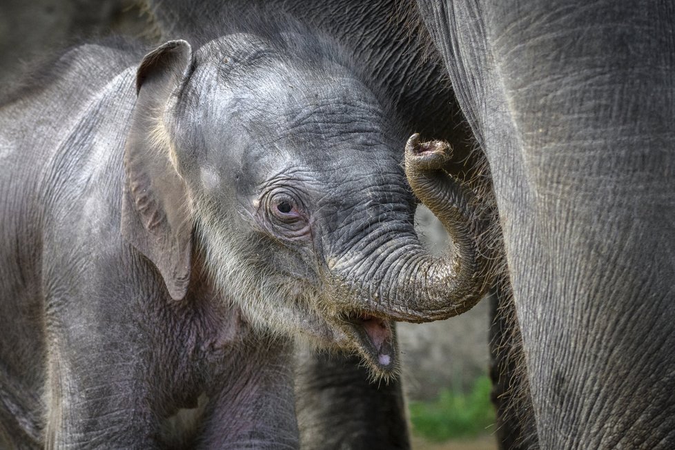 Sloni indičtí obývají v Zoo Praha Údolí slonů, otevřené v březnu 2013, a to díky podpoře hl. m. Prahy i příspěvkům od tisíců lidí. 