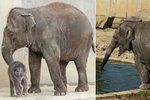 Smutná zpráva ze Zoo Ostrava: Opečovávané slůně Sumitra uhynulo