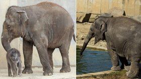 Smutná zpráva ze Zoo Ostrava: Opečovávané slůně Sumitra uhynulo