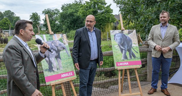 Letošní sloní samičky v Zoo Praha pokřtili (zleva) státní tajemník Ministerstva zahraničních věcí ČR Miloslav Stašek, ředitel Zoo Praha Miroslav Bobek a předseda představenstva a generální ředitel Komerční banky Jan Juchelka.