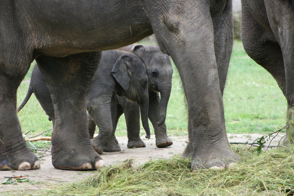 V pražské zoo pokřtili sloní samičky narozené letos 27. března a 9. května. Dostaly sinhálská jména Lakuna a Amalee, která pro ně vybrali chovatelé. (21. června 2020)