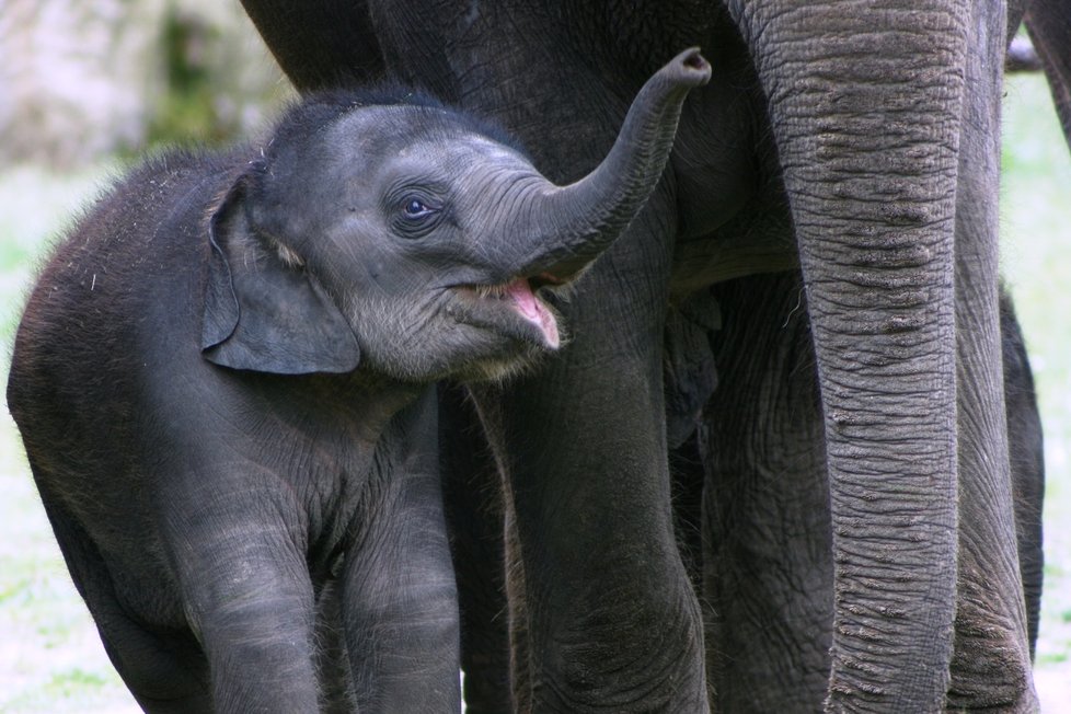 V pražské zoo pokřtili sloní samičky narozené letos 27. března a 9. května. Dostaly sinhálská jména Lakuna a Amalee, která pro ně vybrali chovatelé. (21. června 2020)