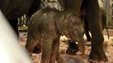 Radost v pražské zoo: Slonice Tamara porodila! 