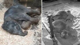 Říká se, že jsou sloni rekordmany v nespaní. Co soudíte podle této fotky? Na té odpočívá spokojeně novorozené slůně s mámou Tamarou a tetou Janitou.