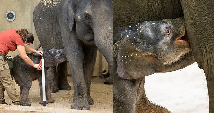 Takhle se daří sloní holčičce, který se v pražské zoo narodila 27. března brzy nad ránem.