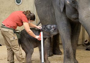 Takhle se daří sloní holčičce, která se v pražské zoo narodila 27. března brzy nad ránem.