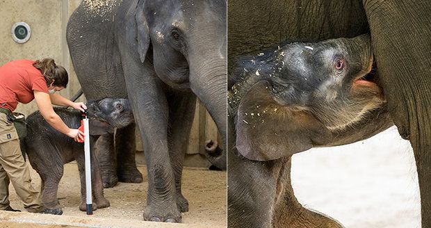 VIDEO: Sloní holčička v Zoo Praha: Váží 92 kilo, měří 86 cm, saje mléko, těžce zatím vstává a uléhá