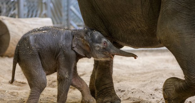 Takhle se daří novorozenému slůněti v pražské zoo, které se narodilo 27. března nad ránem?