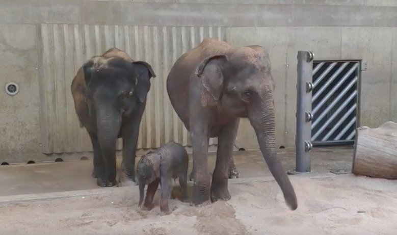 Novorozené slůně si užívá přítomnost mámy, která si se slonicí Janitou pohazuje pískem. (28. března 2020)