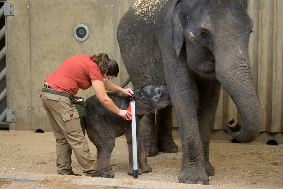 Takhle se daří novorozenému slůněti v pražské zoo, které se narodilo 27. března nad ránem.