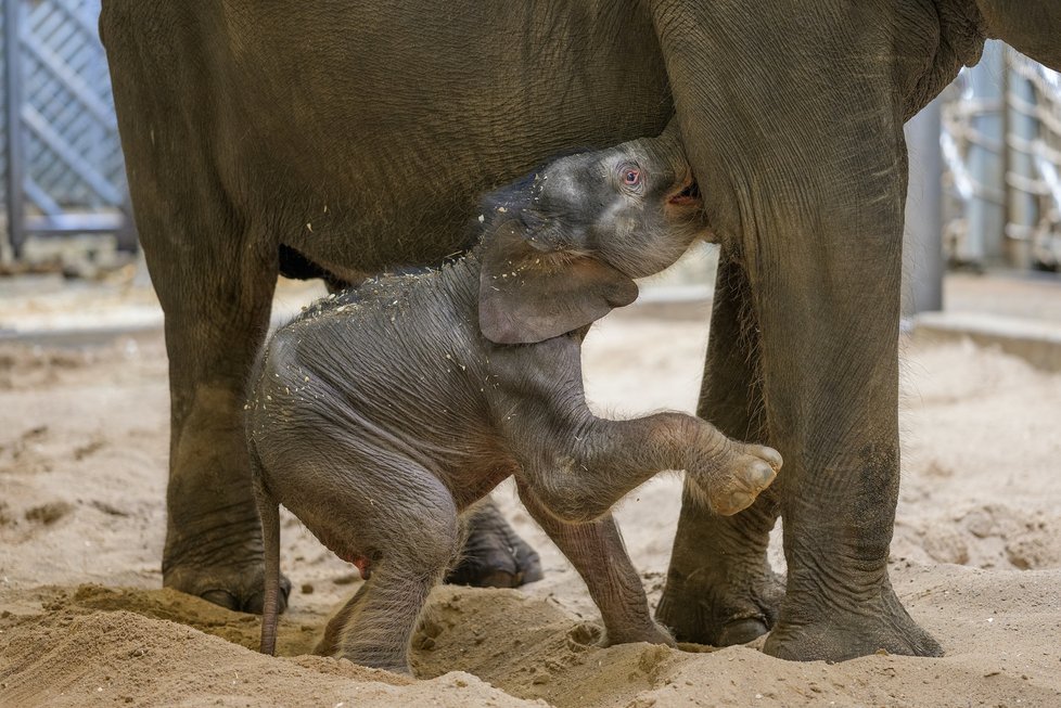 Takhle se daří novorozenému slůněti v pražské zoo, které se narodilo 27. března nad ránem?