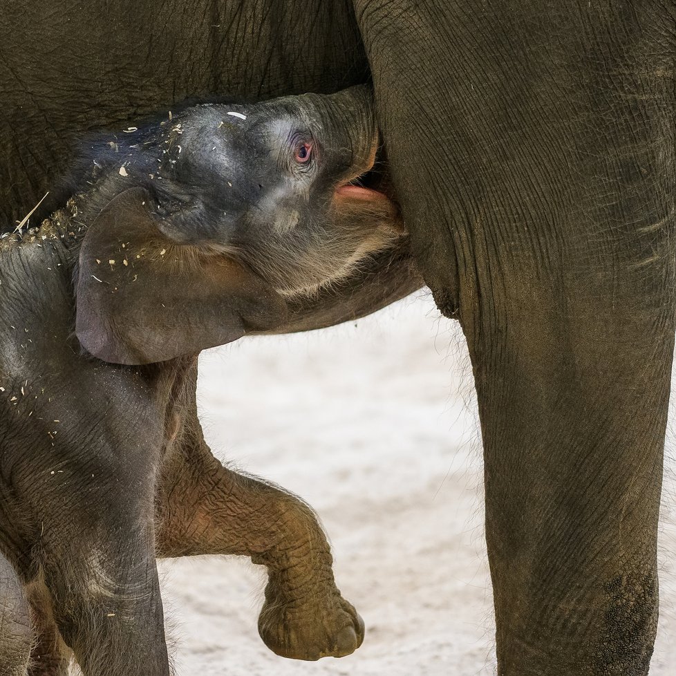 Takhle se daří novorozenému slůněti v pražské zoo, které se narodilo 27. března nad ránem.