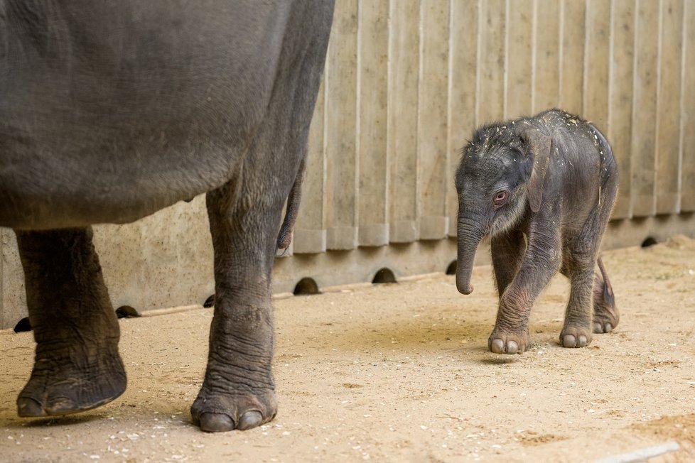 Takhle se daří novorozenému slůněti v pražské zoo, které se narodilo 27. března nad ránem.