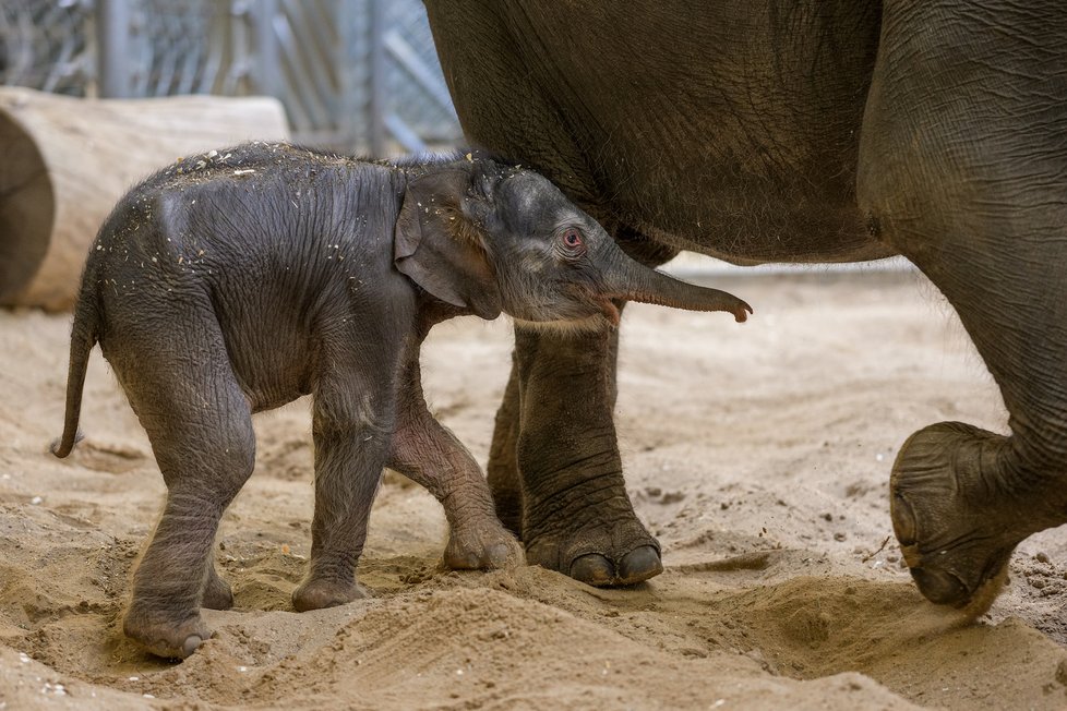 Zoologické zahrady v Česku odhadují, že ztráty kvůli koronaviru budou v jednotkách až deset milionů korun (ilustrační foto)