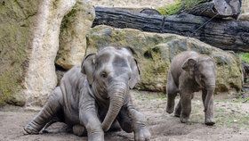 Slůně se narodilo 5. dubna a strávilo své první léto ve venkovním výběhu. Rád jí a hraje si s o tři roky starší Sitou.