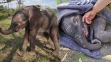 Sloní sirotek umíral hlady a žízní. Záchrana přišla na poslední chvíli