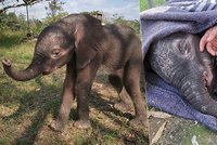 Sloní sirotek umíral hlady a žízní. Záchrana přišla na poslední chvíli