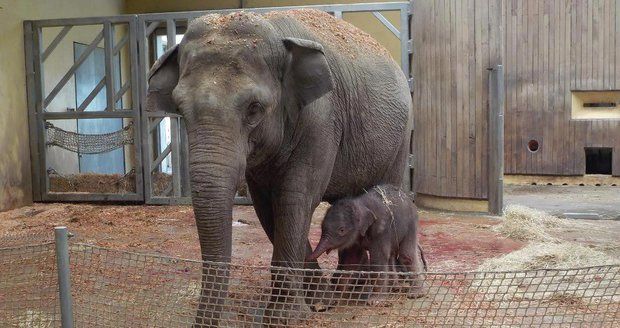 V ostravské zoo se narodilo slůně. Návštěvníky ale zatím přijímat nebude.