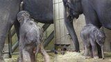 Pár hodin na světě: Novorozené slůně saje mateřské mléko a zvyká si na okolí
