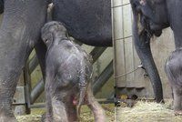 Pár hodin na světě: Novorozené slůně saje mateřské mléko a zvyká si na okolí