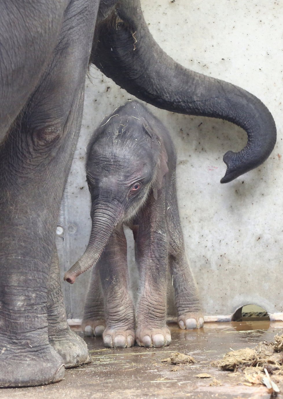 Další radostná zpráva z pražské zoo. Slůně, které se narodilo v pátek 8. října, se má k světu.