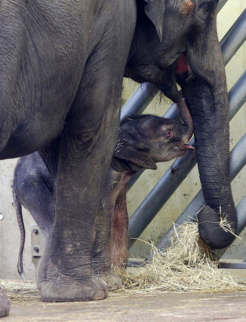 Další radostná zpráva z pražské ZOO. Slůně, které se narodilo v pátek 7. října, se má k světu.