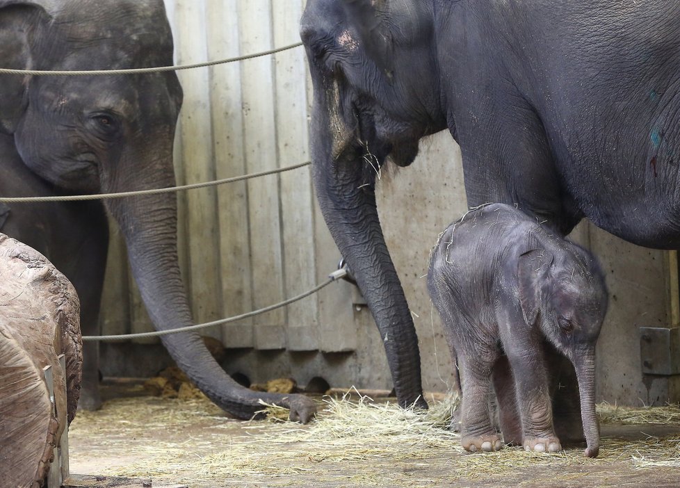 Další radostná zpráva z pražské ZOO. Slůně, které se narodilo v pátek 7. října, se má k světu.