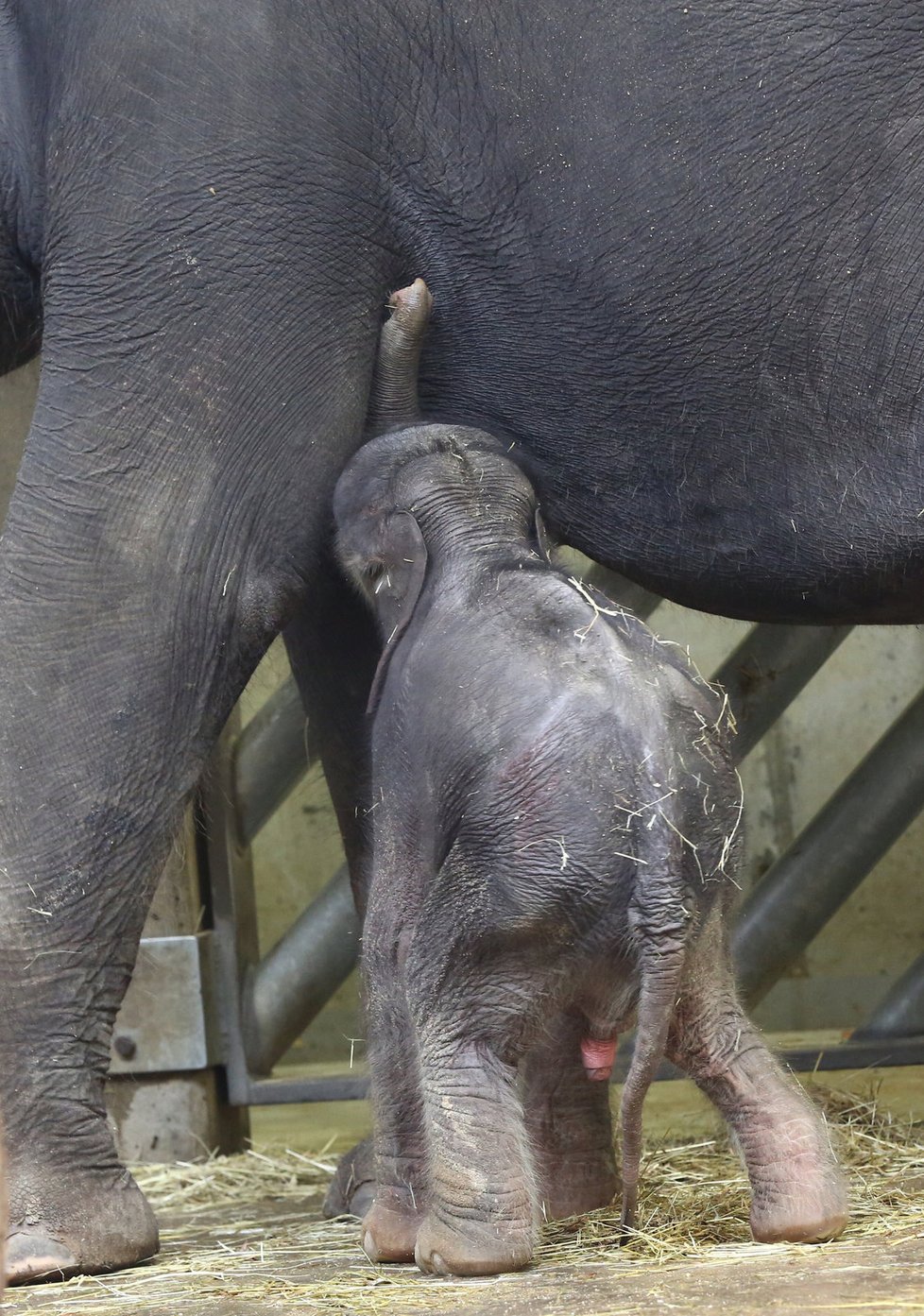 Další radostná zpráva z pražské ZOO. Slůně, které se narodilo v pátek 7. října, se má k světu.