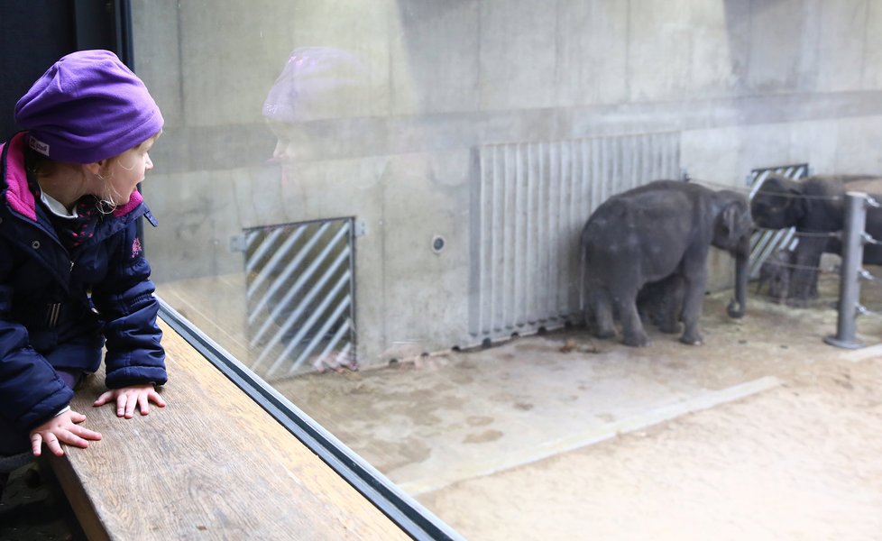 Další radostná zpráva z pražské zoo. Slůně, které se narodilo v pátek 8. října, se má k světu.