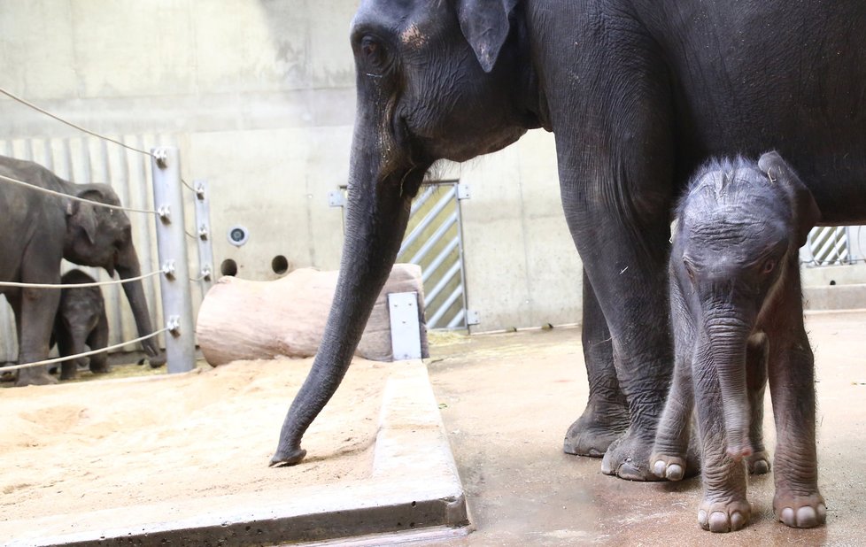 Další radostná zpráva z pražské zoo. Slůně, které se narodilo v pátek 8. října, se má k světu.