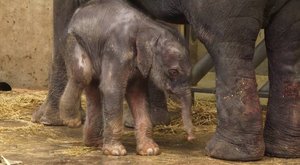 Virtuální návštěva ve sloninci Zoo Praha