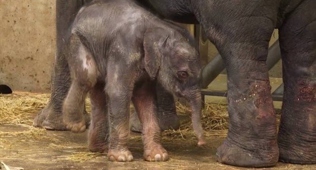 Virtuální návštěva ve sloninci Zoo Praha
