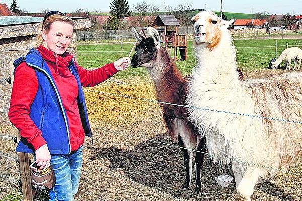 A oblíbené lamy, se kterými lze chodit na procházky