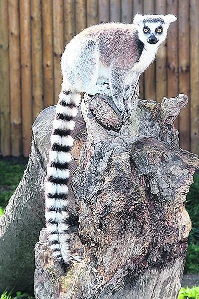 Lemur je také připravený.