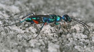 Nejděsivější útok: Po náletu smaragdové vosy se švábi mění v bezmocné zombie