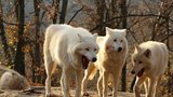 Vlci se "prosmáli" až na novou známku: Brno slaví 70 let zoo