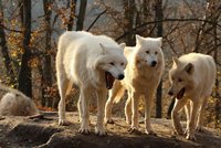 Vlci se "prosmáli" až na novou známku: Brno slaví 70 let zoo