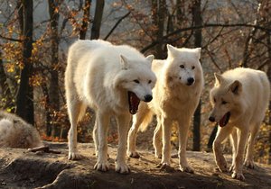 Momentku smějících se vlků arktických pořídila v Brně milovnice zvířat a profesionální fotografka s pseudonymem Zoo Snapper.