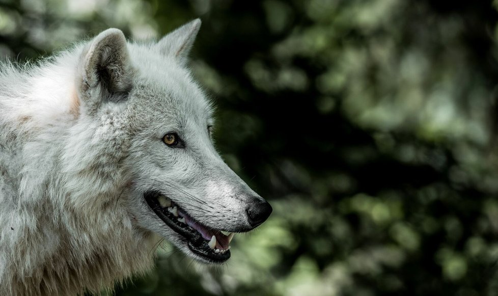 Výběh arktických vlků patří v brněnské zoo mezi nejsledovanější.