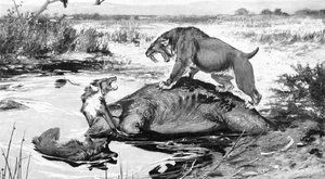 Kosti smilodonů: Šavlozubý tygr měl těžká koťátka