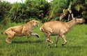 Smilodon populator pronásleduje velbloudům podobného býložravce rodu Macrauchenia