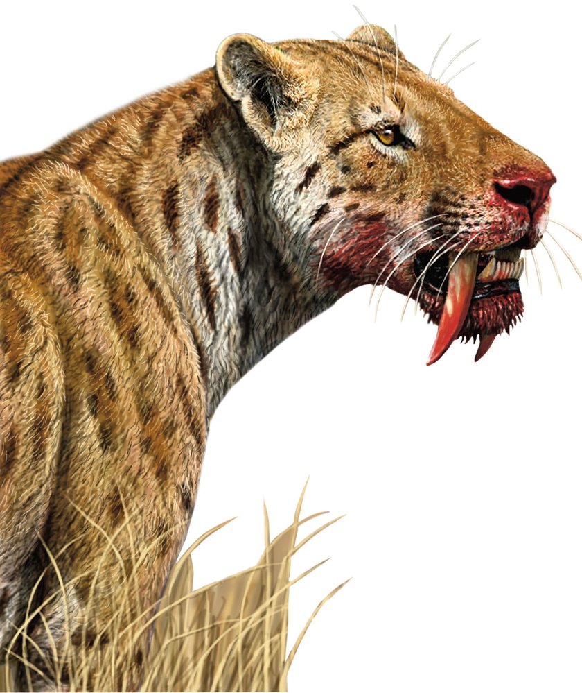 Smilodon fatalis vážil až 280 kg. Velikostí se podobal lvu, ale byl masivněji stavěný