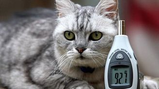 Rekordy roku 2011: nejhlasitější kočka i stoletý maratonec