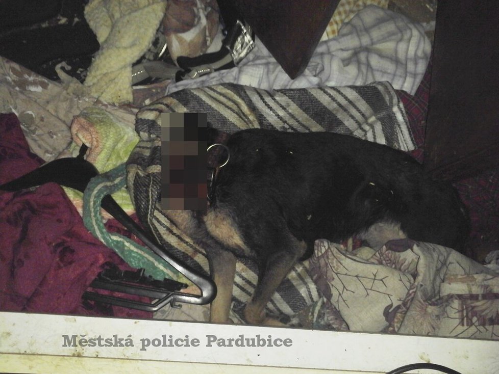 Strážnici odhalili byt hrůzy: Mrtvý pes bez hlavy, zápach a byt pokrytý výkaly!