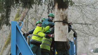 Na Staroměstském náměstí se dnes rozsvítí vánoční strom