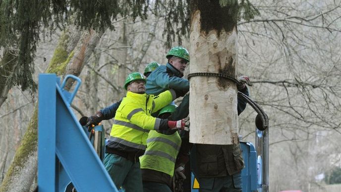 Smrk pro vánoční trhy na pražském Staroměstském náměstí