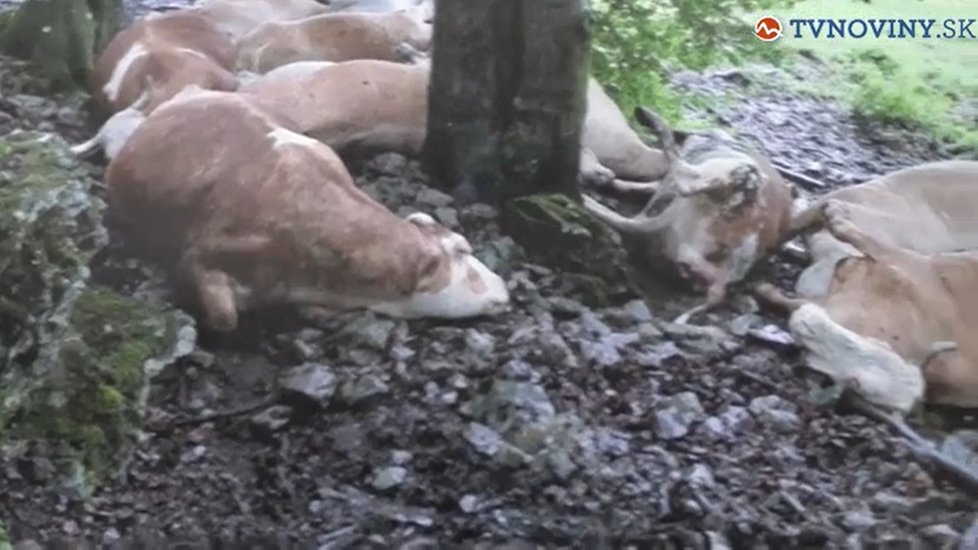 Výboj zabil stádo krav: Majiteli zbyly jen oči pro pláč a statisícová škoda.