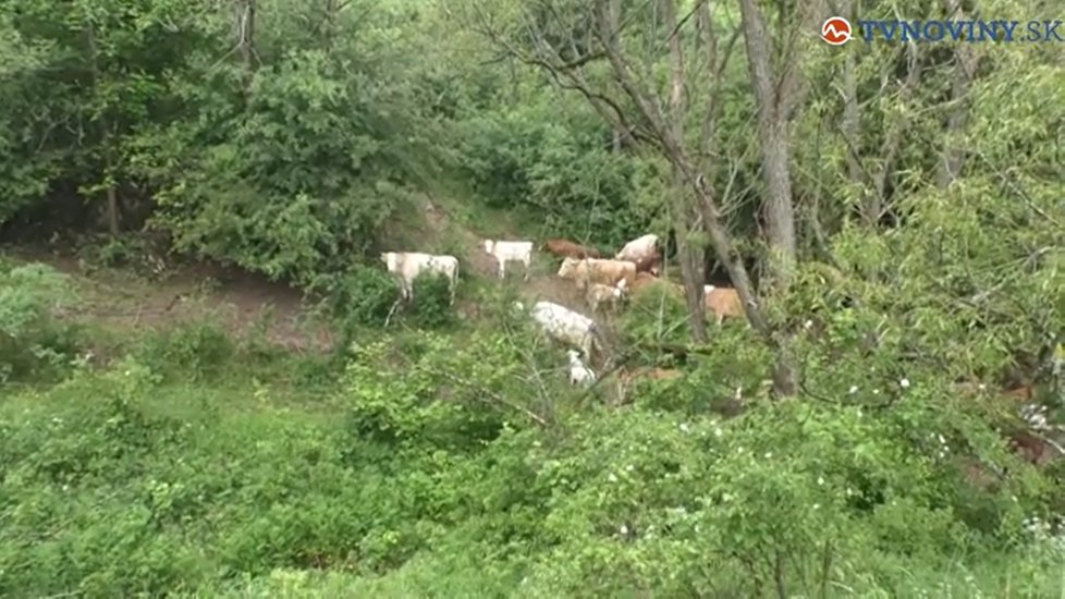 Výboj zabil stádo krav: Majiteli zbyly jen oči pro pláč a statisícová škoda.